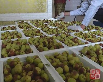 黃驊冬棗市場(chǎng)走俏深受消費(fèi)者青睞