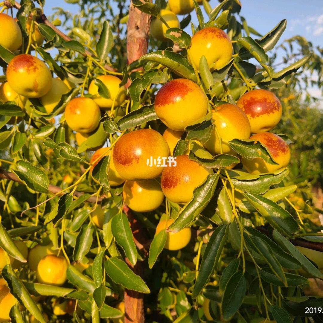 黃驊冬棗美得不像話