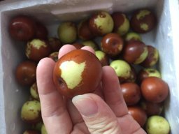 亞馬遜:商品評(píng)論: 秋里紅 黃驊鮮冬棗5斤 保鮮盒裝 黃驊孔店冬棗示范基地 現(xiàn)摘現(xiàn)發(fā)(當(dāng)天下單,通常第二天采摘、發(fā)貨)