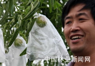 黃驊冬棗套袋隔離農(nóng)藥污染
