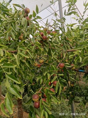 哪里的冬棗最好?山東沾化、河北黃驊、陜西大荔,還是山西、新疆江西或其他地方?