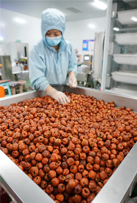 河北黃驊:冬棗深加工 延伸產業(yè)鏈