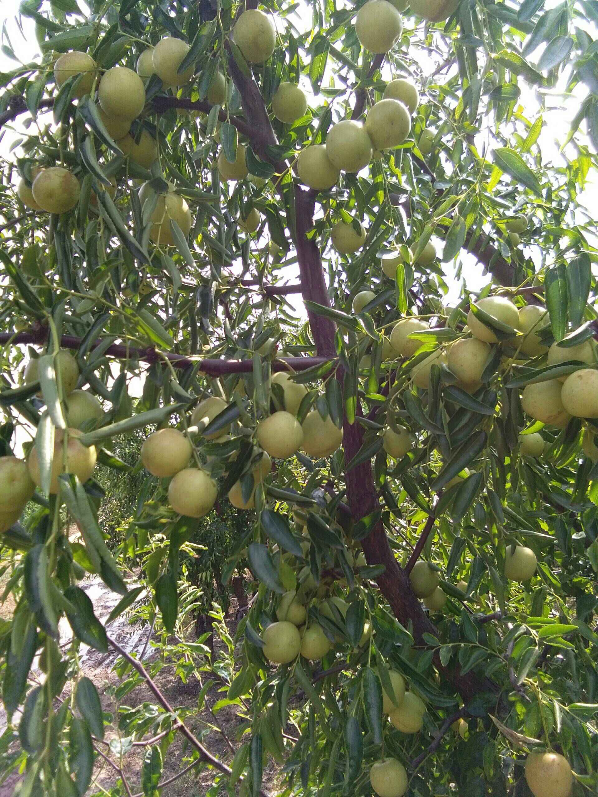 【圖】【天津致高無尚車友會(huì)】十月線下聚會(huì)之黃驊冬棗采摘記.