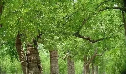 速看 河北這24個(gè)鄉(xiāng)村上榜 國家級(jí) 名單 有你的家鄉(xiāng)嗎