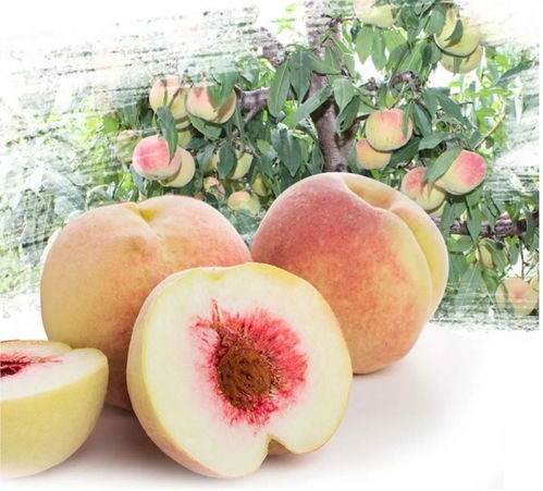 冬天的桃子和棗子,哪個(gè)是你的心頭好