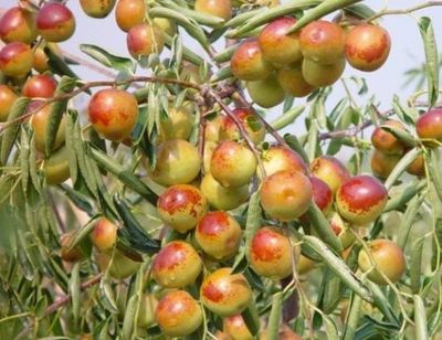 哪里的冬棗最好?山東沾化、河北黃驊、陜西大荔,還是山西、新疆江西或其他地方?