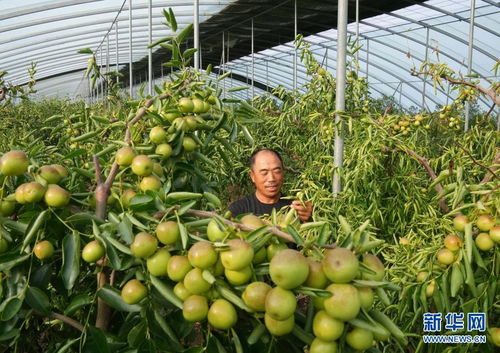 河北黃驊 錯(cuò)季冬棗種植開(kāi)辟增收新路徑