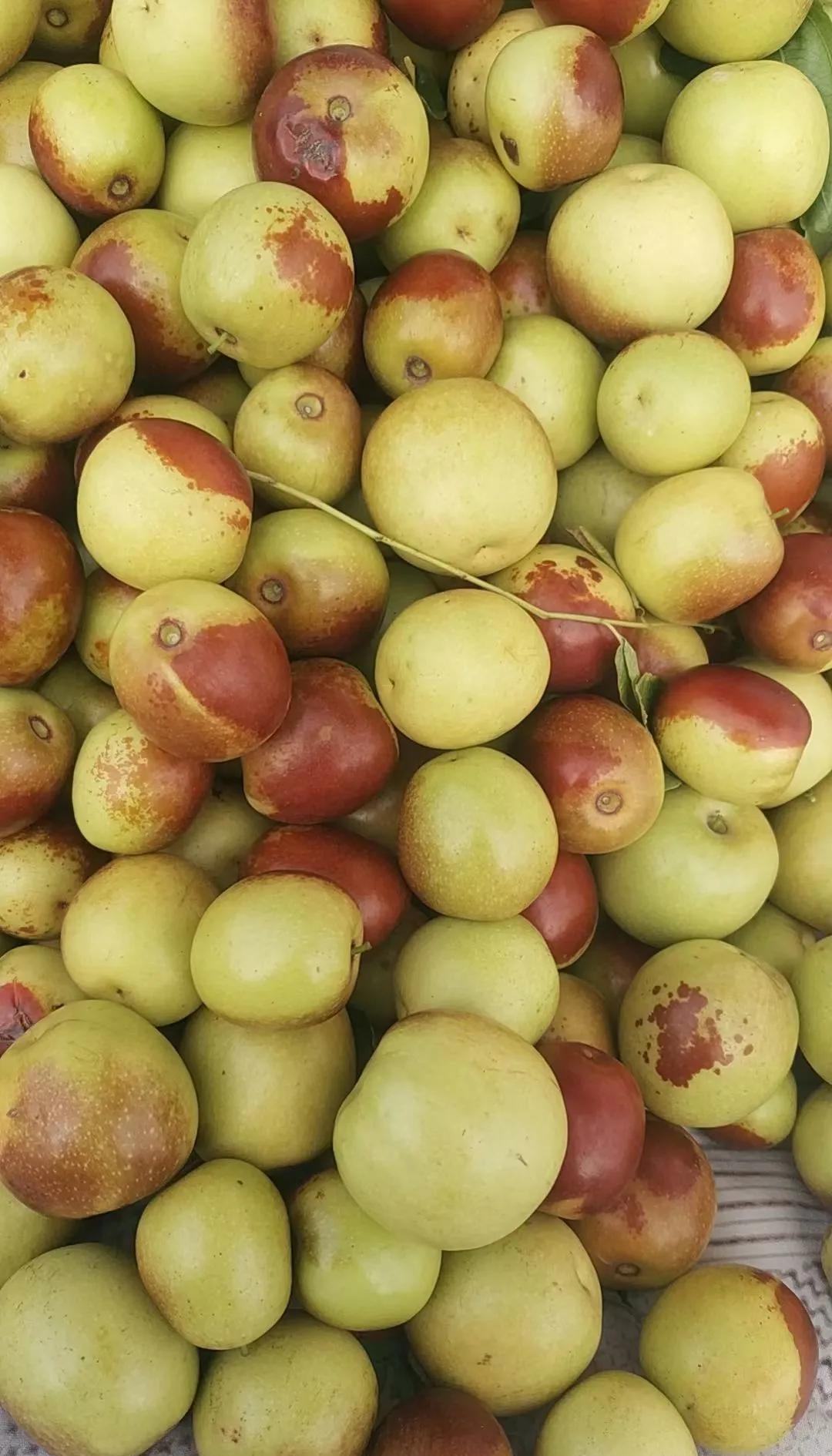 咬一口就上頭！黃驊冬棗甜到心坎里