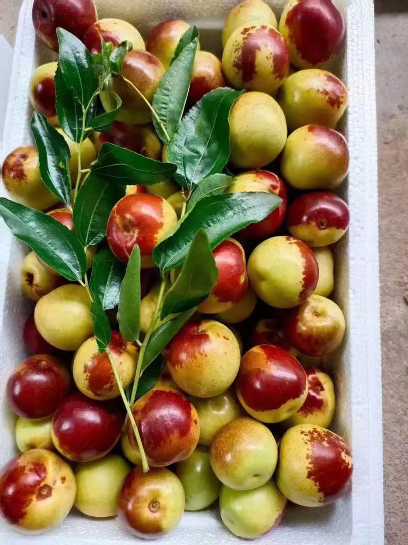 黃驊冬棗 自然饋贈(zèng)，甜美健康，等您下單