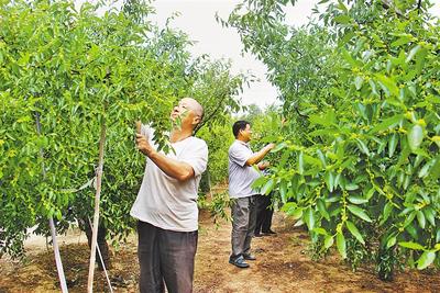 從“黑”變“綠” 黃驊冬棗點(diǎn)亮鄉(xiāng)村振興之路