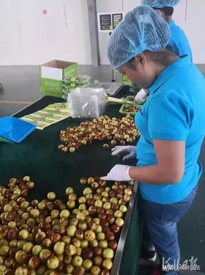 黃驊冬棗跨越山海抵達(dá)智利，展現(xiàn)中國農(nóng)產(chǎn)品國際競爭力