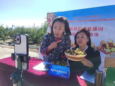 河北黃驊 古貢棗園話豐收，特色農(nóng)業(yè)促振興